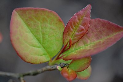 Stewartia pseudocamellia 'koreana' - stewartie kaméliovitá - jarní listy